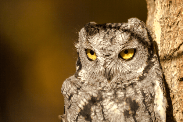 western screech owl with yellow eyes looking into sunlight