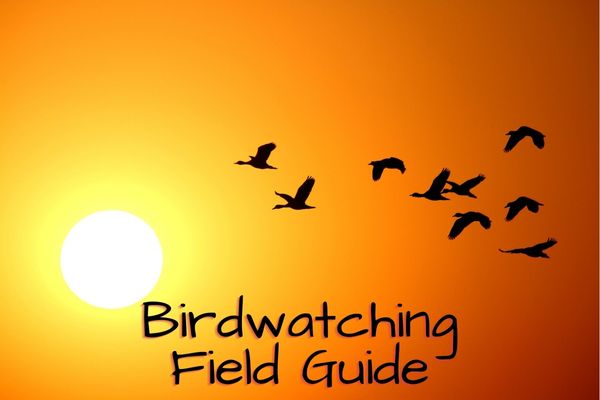 Field Guide
