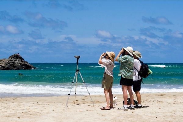 birdwatching on the beach