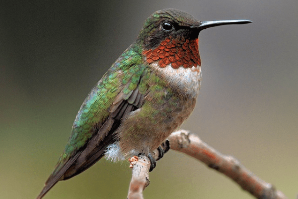 close up photo of green and orange hummingbird perched on branch