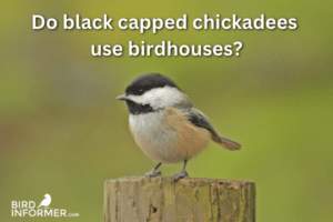 do black capped chickadees use birdhouses