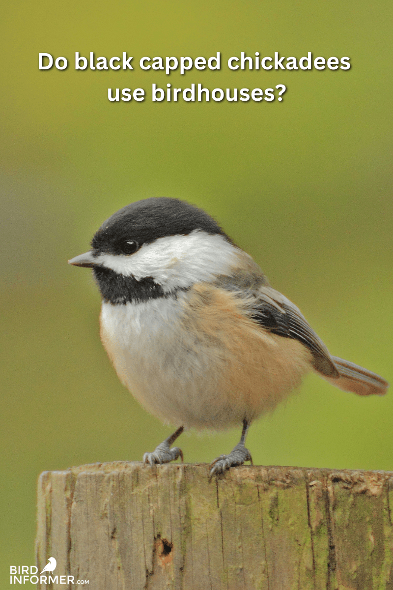 do black capped chickadees use birdhouses PIN