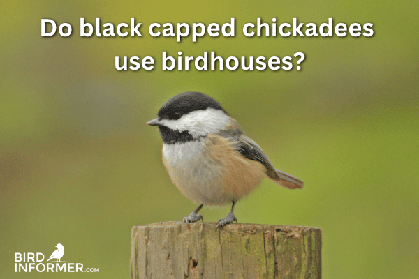 Do black-capped chickadees use birdhouses?