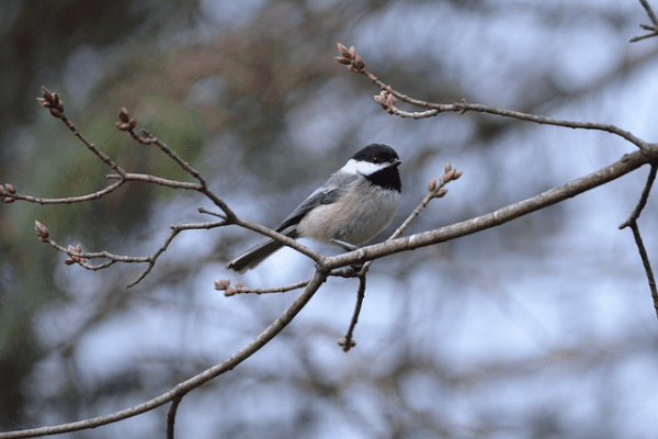 how do black-capped chickadees protect themselves