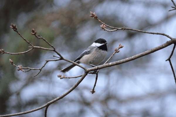 how do black-capped chickadees protect themselves how do black-capped chickadees protect themselves