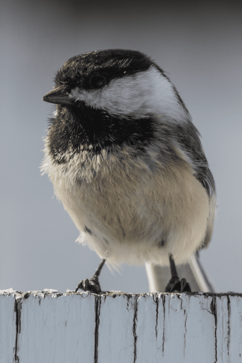 how do black capped chickadees protect themselves PIN
