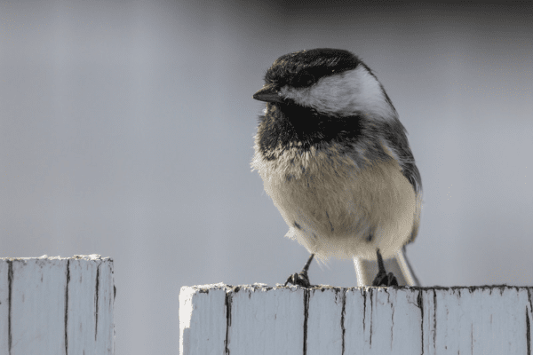 How do black-capped chickadees protect themselves?
