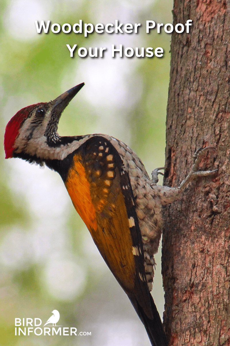 how to woodpecker proof your house PIN