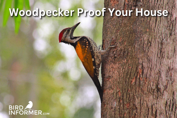 How to woodpecker proof your house