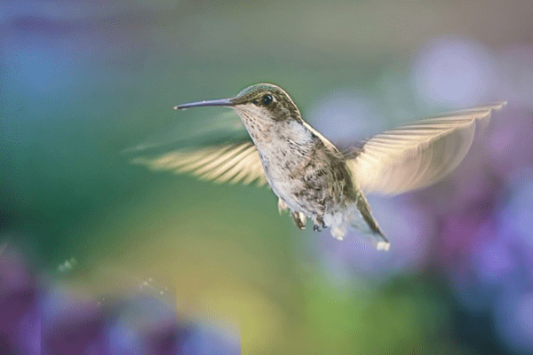 hummingbird flying