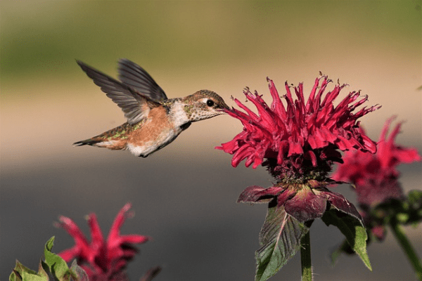 hummingbird migration