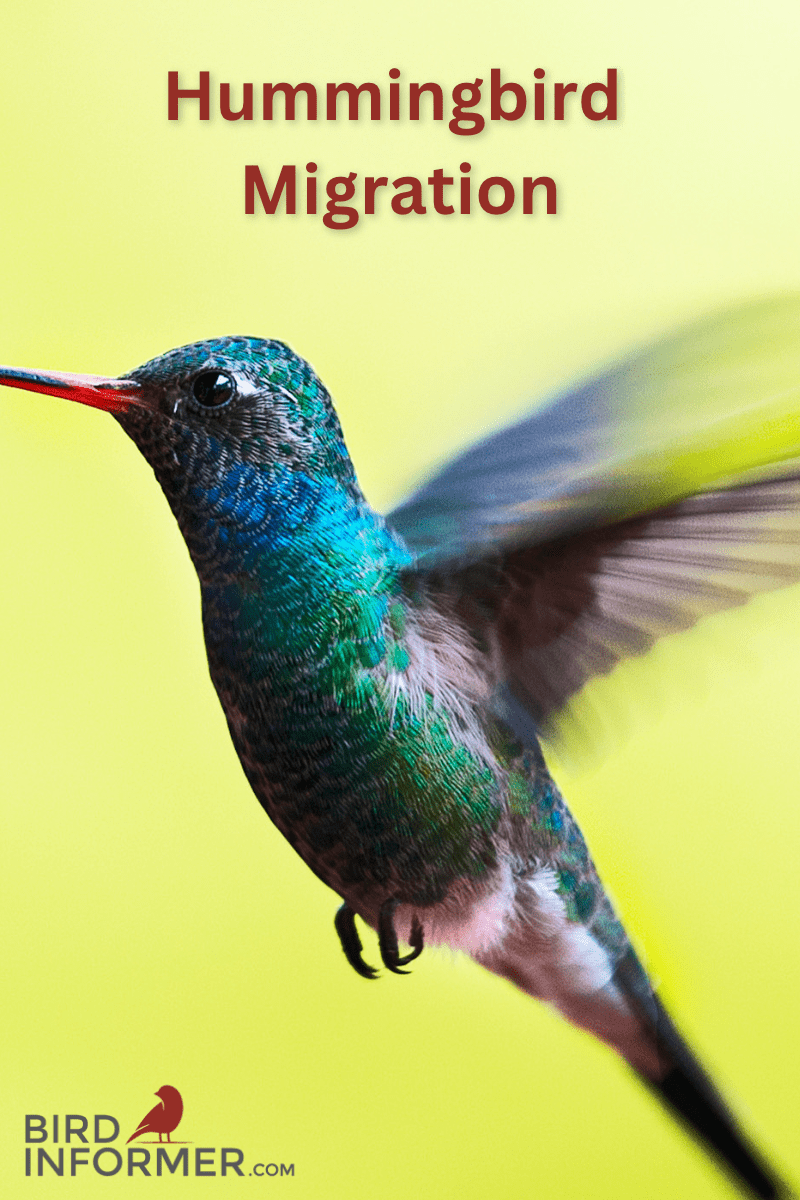 hummingbird migration PIN