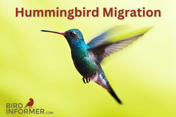 Hummingbird migration