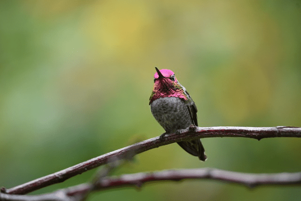hummingbird perched on a branch