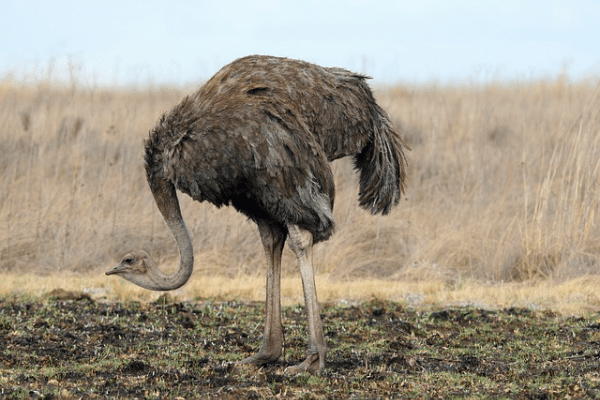 ostrich leaning to ground