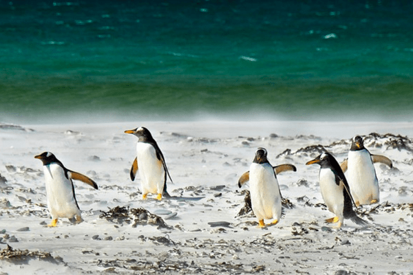 penguins walking on the beach