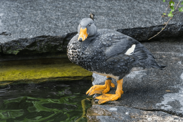 steamer duck