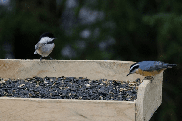 two birds perched on a bird feeder