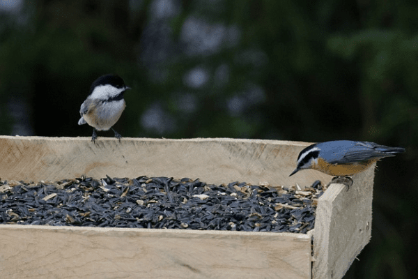 two birds perched on a bird feeder two birds perched on a bird feeder