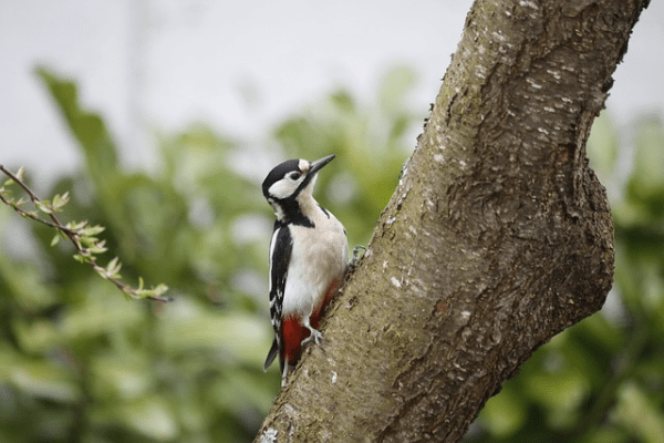 why dont woodpeckers get concussions