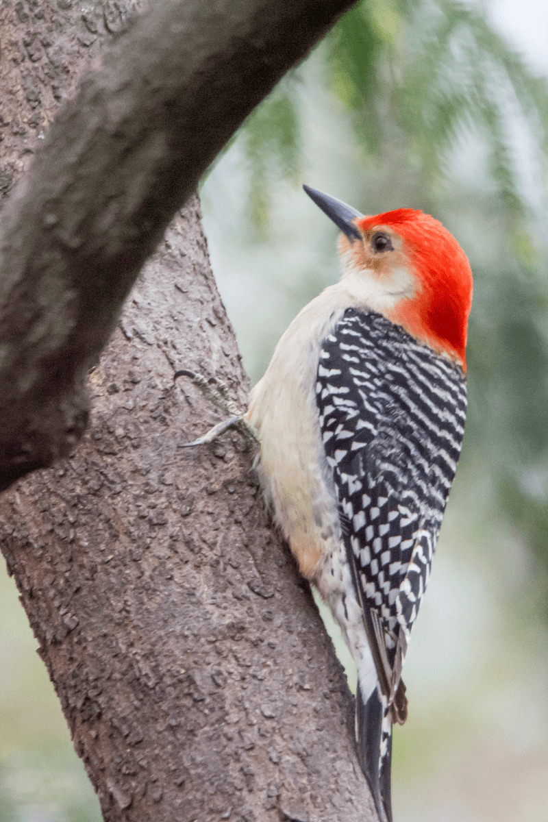 why don't woodpeckers get concussions PIN