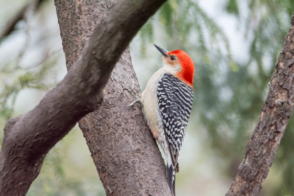 Why don’t woodpeckers get concussions?