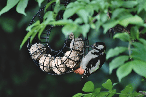 woodpecker hanging from feeder