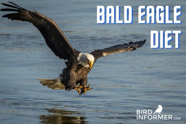 What Do Bald Eagles Eat and How They Hunt