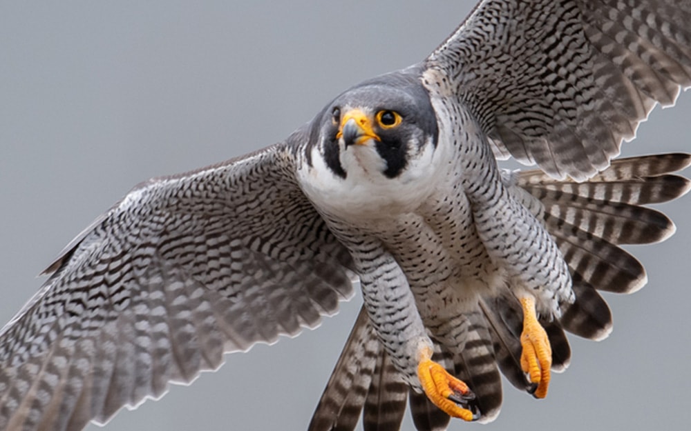 What Is The Fastest Bird In The World Bird Informer