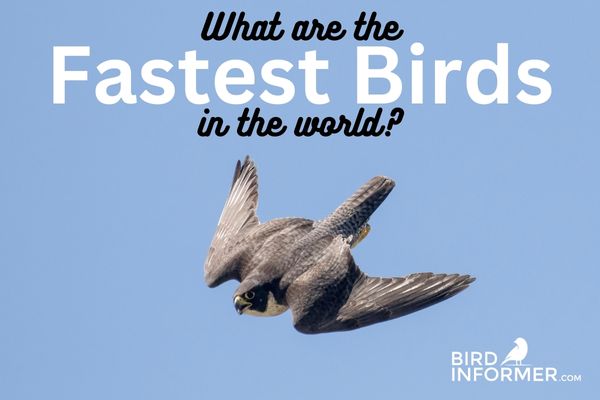 What Is The Fastest Bird In The World?