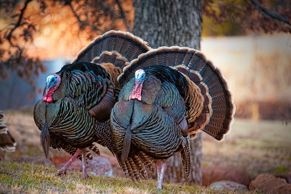 Pair of Turkeys Pair of Turkeys