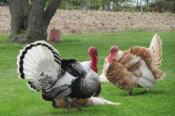 Turkey Gaggles