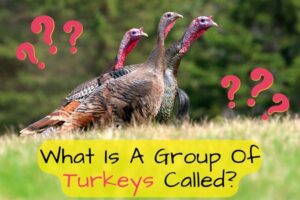what is a large group of turkeys called