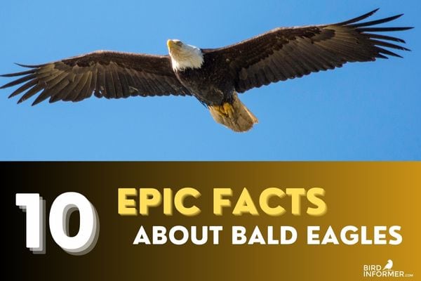 10 Epic Facts About Bald Eagles