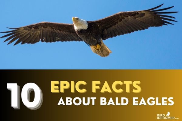 bald eagle interesting facts