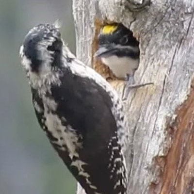 American three-toed woodpeckers in tree