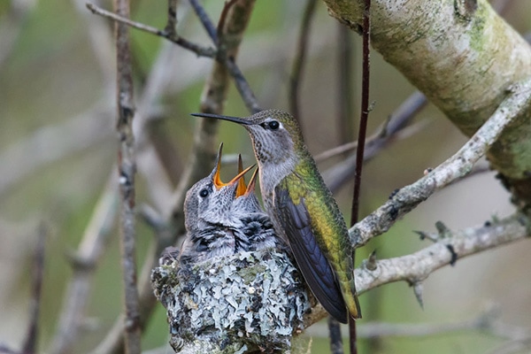 A hummingbird nest in a backyard tree with a mother hummingbird protecting her eggs