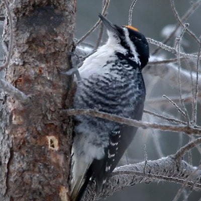 Black-backed woodpecker