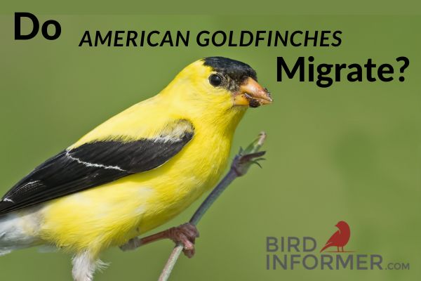 Do American Goldfinches Migrate?