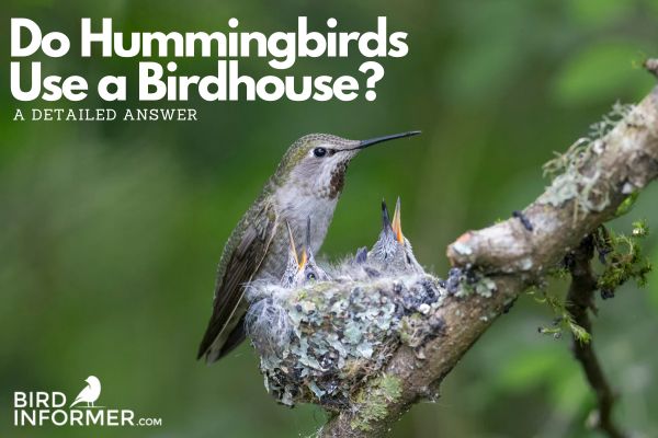 Do Hummingbirds Use a Birdhouse?