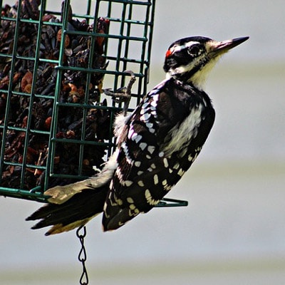 Hairy woodpecker at suet bird feeder