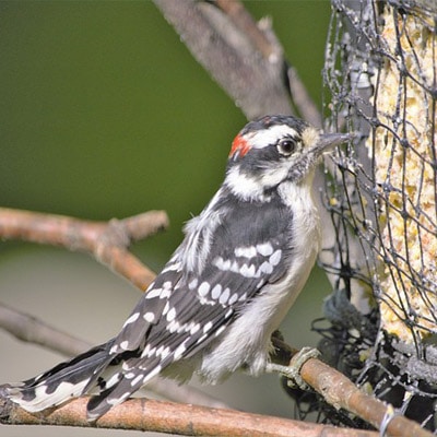 Hairy woodpecker at suet feeder