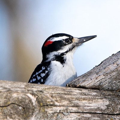 Hairy woodpecker close-up