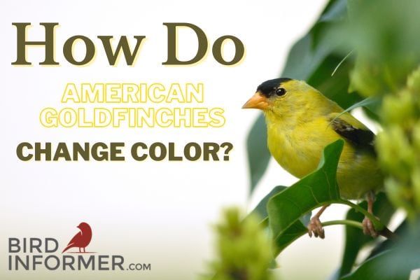 How Do American Goldfinches Change Color?