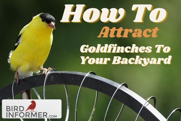 How To Attract American Goldfinches To Your Backyard
