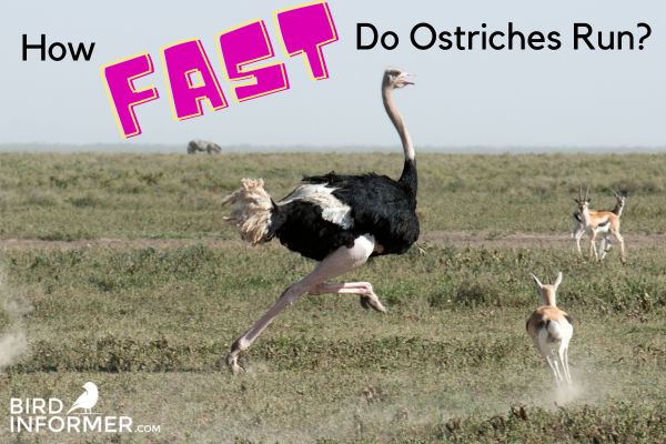 How fast do ostriches run
