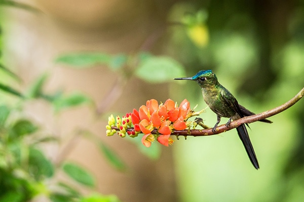 An image of a hummingbird perched on a native flora plant, which raises the question: do hummingbirds use a birdhouse?