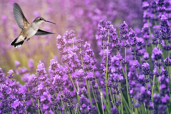 A garden with native shrubs and flowers to attract nesting hummingbirds