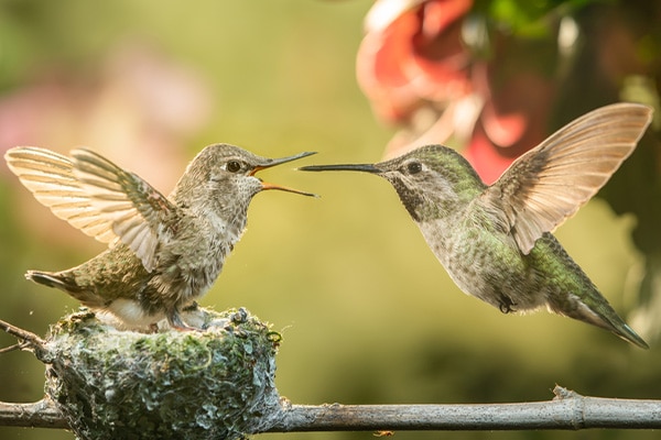 A nesting platform for hummingbirds made of tree branches and other natural materials