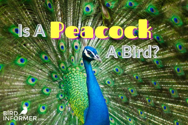 Is A Peacock A Bird